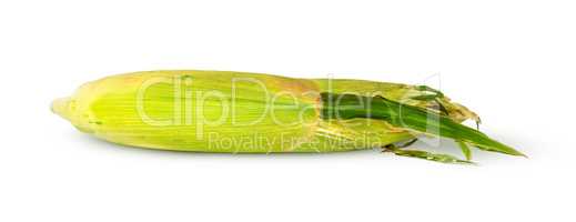 Crude ripe ear of corn