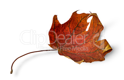Dry maple leaf with curled edges horizontally