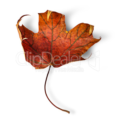 Dry maple leaf with curled edges vertically