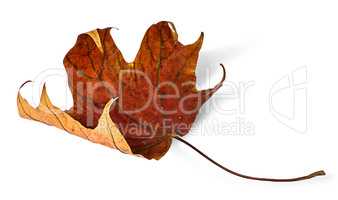 Dry maple leaf with curled edges