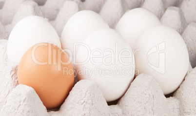 Five White And One Brown Eggs On Tray