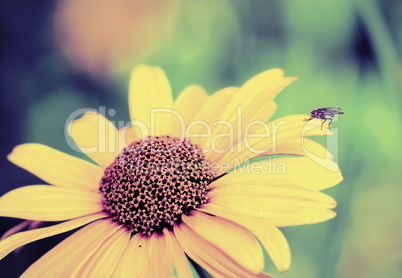 Fly on a yellow flower