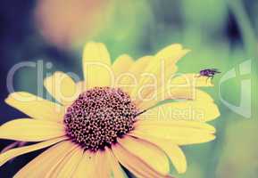 Fly on a yellow flower