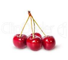 Four red ripe sweet cherries on one branch