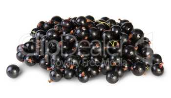 Fresh Black Currant Rotated