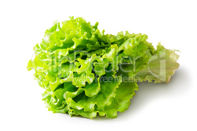 Fresh Green Lettuce