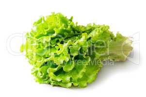 Fresh Green Lettuce