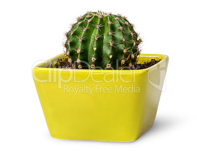 Green cactus in the yellow flowerpot