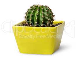 Green cactus in the yellow flowerpot