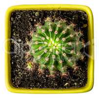 Green cactus in the yellow flowerpot top view