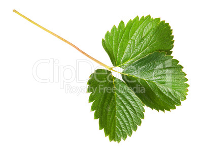 Green strawberry leaf