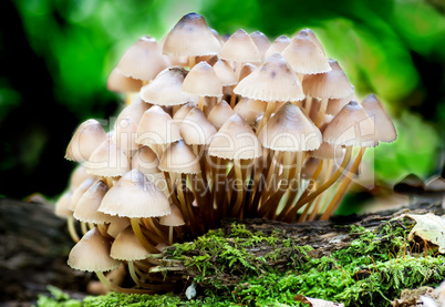 Group toadstools mushrooms on a tree stump