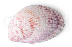 Half of seashell
