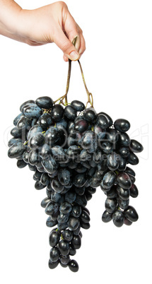 Hand holding a bunch of dark grapes