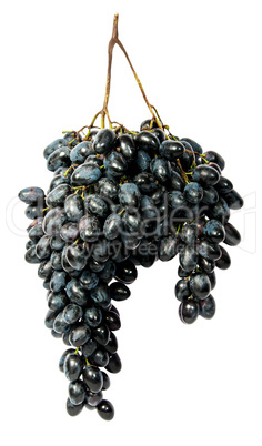 Hangs down a bunch of dark grapes