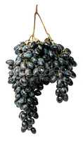 Hangs down a bunch of dark grapes