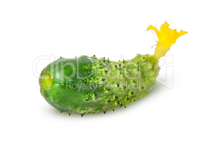 Juicy green cucumber rotated