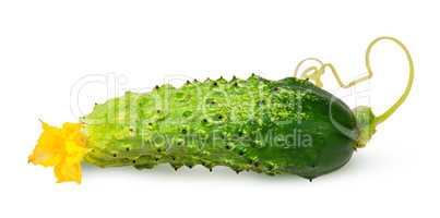 Juicy green cucumber with stem flipped