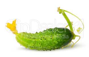 Juicy green cucumber with stem