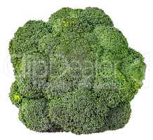 Large inflorescences of fresh broccoli top view
