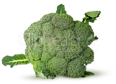 Large inflorescences of fresh broccoli with leaves top view