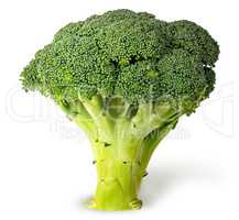 Large inflorescences of fresh broccoli