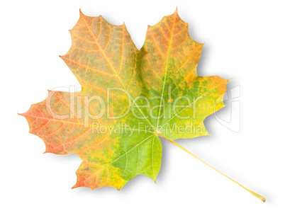 Multicolored Autumn Maple Leaf