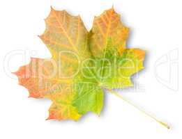 Multicolored Autumn Maple Leaf