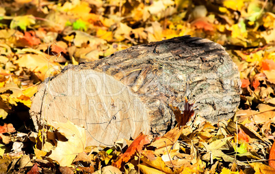 Oak logs on fallen colorful autumn leaves