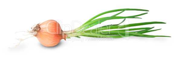 Onion Bulbs With Green Sprouts