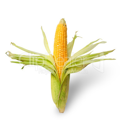 Partially peeled ear of corn