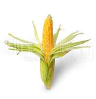 Partially peeled ear of corn