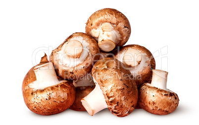 Pile of fresh brown champignon