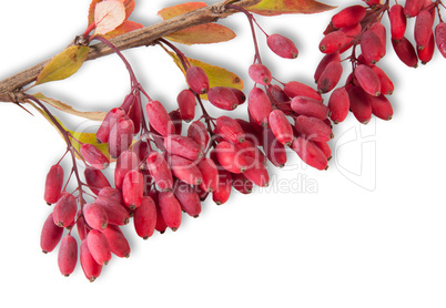 Ripe Barberry On A Branch Close-Up