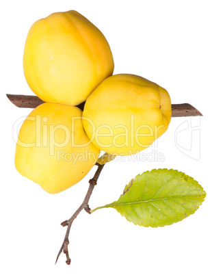 Ripe Quince With Leaf