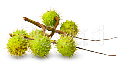 Several green chestnuts on branch