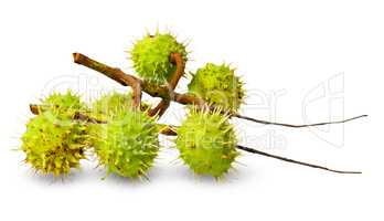 Several green chestnuts on branch