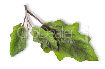 Several green leaves of eggplant