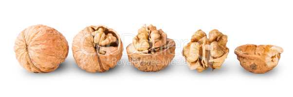 Several Nuts Lying In A Row