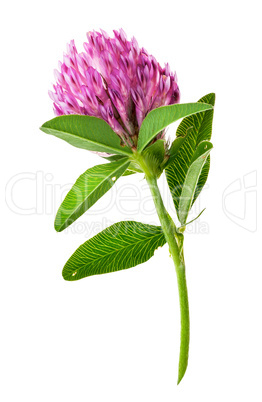 Single clover flower vertically