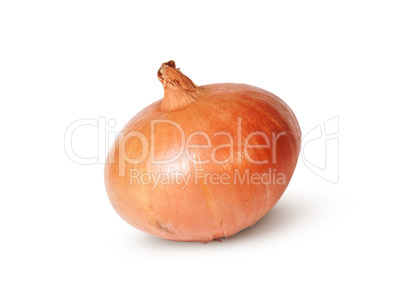 Single Fresh Golden Onion