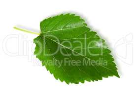 Single green leaf mulberry