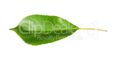 Single green leaf of cherry horizontally