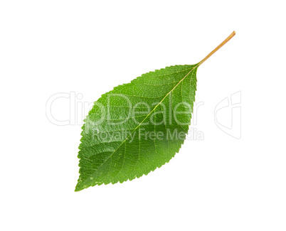 Single green leaf of cherry