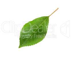 Single green leaf of cherry