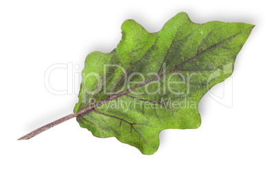 Single green leaf of eggplant