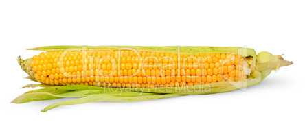 Single half peeled ear of corn