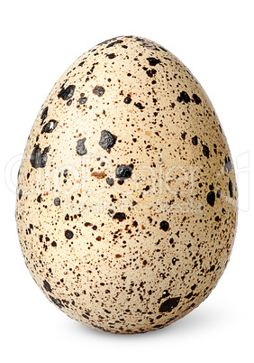 Single quail egg vertical