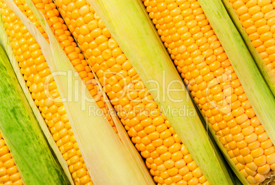 Stacked near peeled corn cobs diagonally