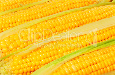 Stacked near peeled corn cobs
